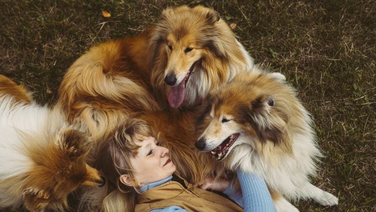 Combien de chiens sont trop nombreux pour être possédés ?