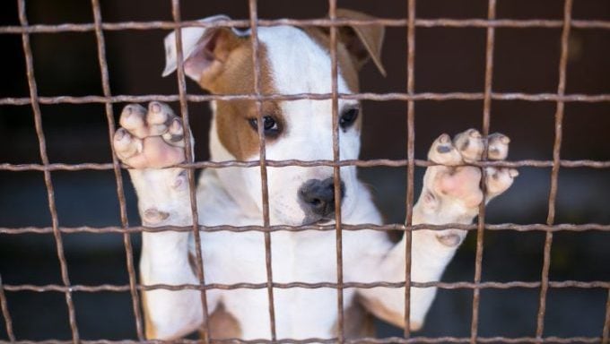 chien abandonné