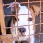 Un pitbull abandonné cherche un foyer pour toujours 660 jours après son arrivée au refuge