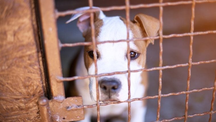 Un pitbull abandonné cherche un foyer pour toujours 660 jours après son arrivée au refuge