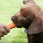 Une étude révèle que les régimes végétaliens formulés sont bons pour la santé des chiens