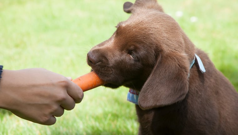 Une étude révèle que les régimes végétaliens formulés sont bons pour la santé des chiens