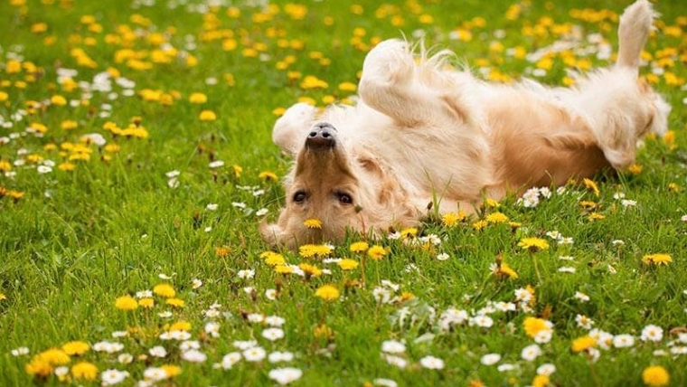 Pourquoi un chien est-il « excité » en bas ?