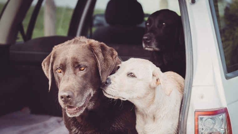 Pourquoi mon chien déteste-t-il les autres chiens ?