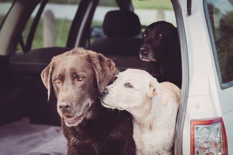 Pourquoi mon chien déteste-t-il les autres chiens ?