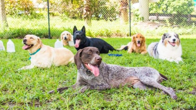 Un groupe de chiens est couché ensemble dans un parc pour chiens.