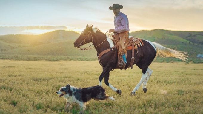 chien courant a cote d'un éleveur a cheval mythes sur les chiens de garde du betail