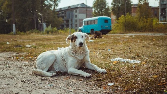 Chiens de Tchernobyl