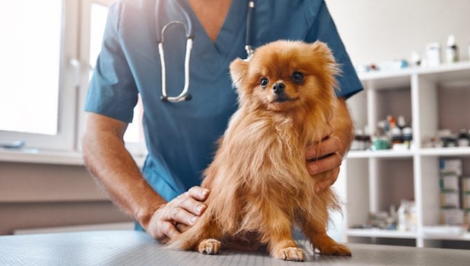 Déficit en phosphofructokinase chez le chien : symptômes, causes et traitements