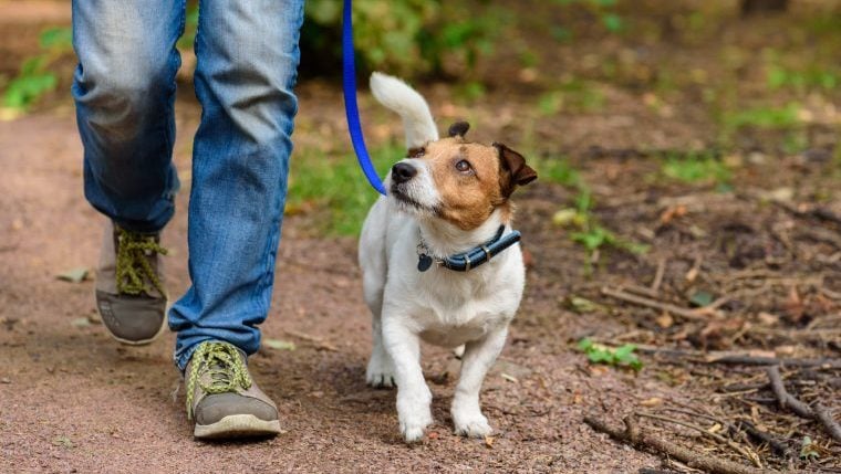 Les nombreux avantages des promenades dans la nature pour les chiens