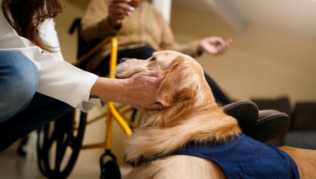 Une femme caresse un chien d'assistance.