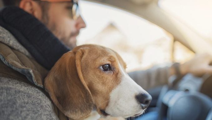 enquête sur les propriétaires de chiens