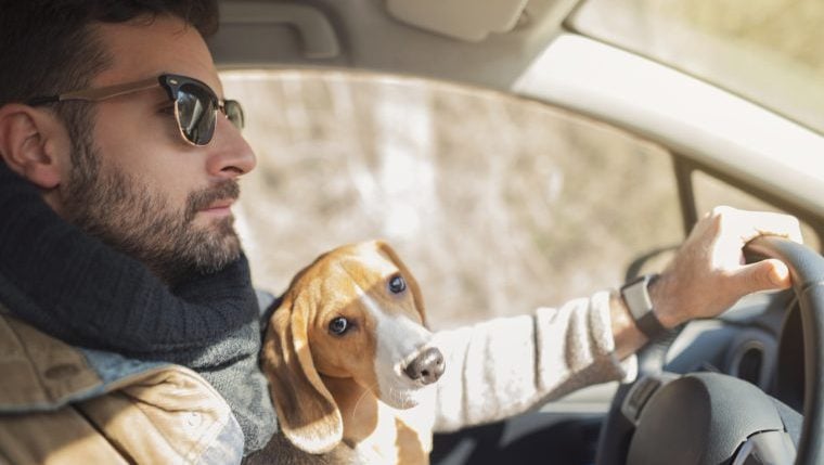 Une enquête auprès des propriétaires de chiens révèle que les chiens gênent la conduite