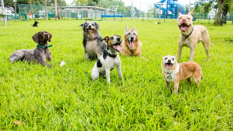 Les meilleurs parcs pour chiens des États-Unis à découvrir avec votre animal de compagnie