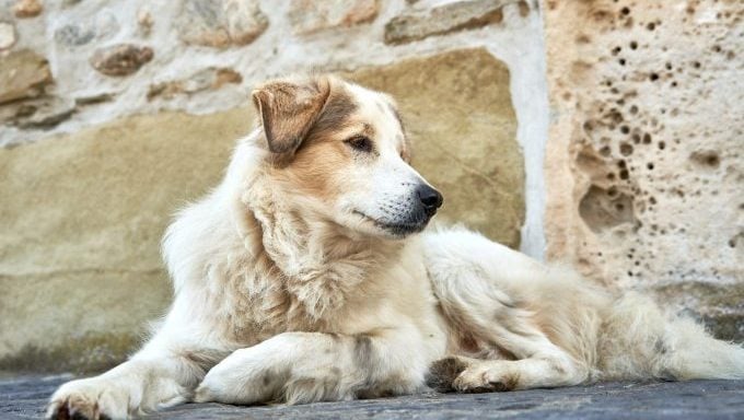 Chien de Berger Roumain Mioritique les meilleurs noms de races de chiens inspirés par la bible