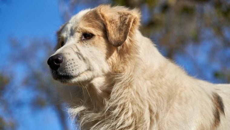 Les meilleurs noms de chiens inspirés de la Bible