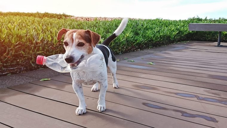 Comment réduire l’empreinte carbone de votre chien