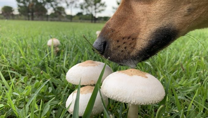 Pneumonie fongique chez le chien : symptômes, causes et traitements