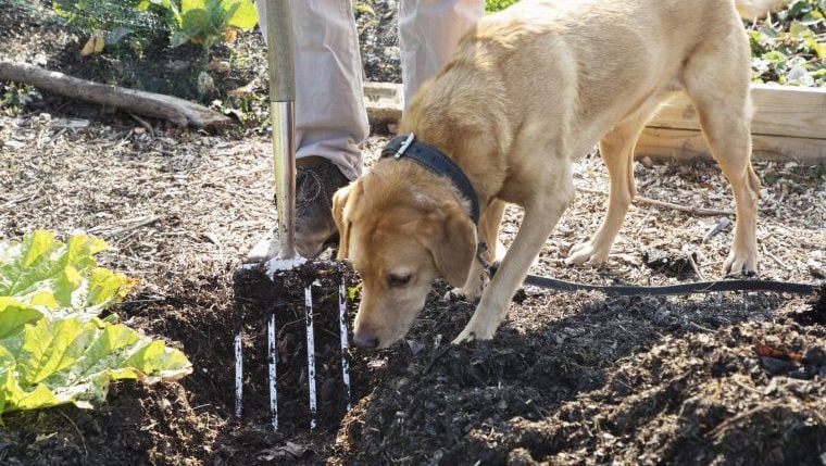 Comment les chiens de protection de la nature protègent la Terre