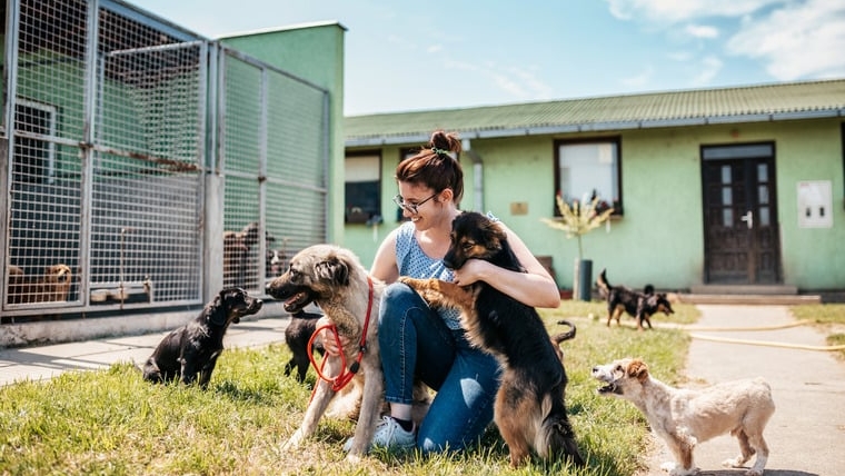 30 chiens sauvés d’une maison insalubre