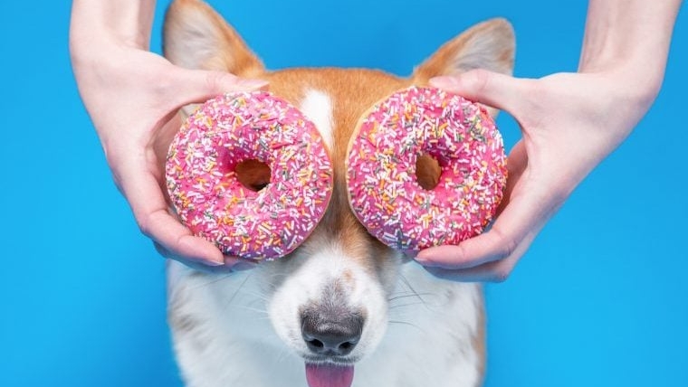 Les meilleurs noms de chiens sur le thème de la nourriture pour votre chien