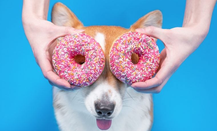 Les meilleurs noms de chiens sur le thème de la nourriture pour votre chien