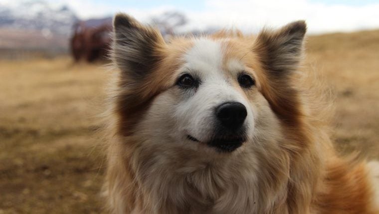 Top 10 des races de chiens qui ressemblent à des renards