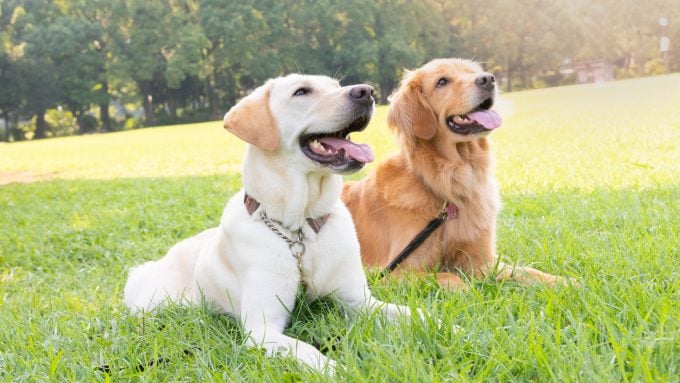 Un Labrador Retriever et un Golden Retriever assis ensemble