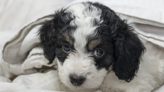 le bernedoodle en chiffres