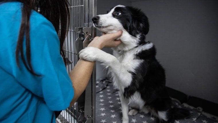 La meilleure façon de céder votre chien : Considérations et alternatives