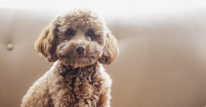 les races de chiens cavapoo qui ressemblent à des ours en peluche