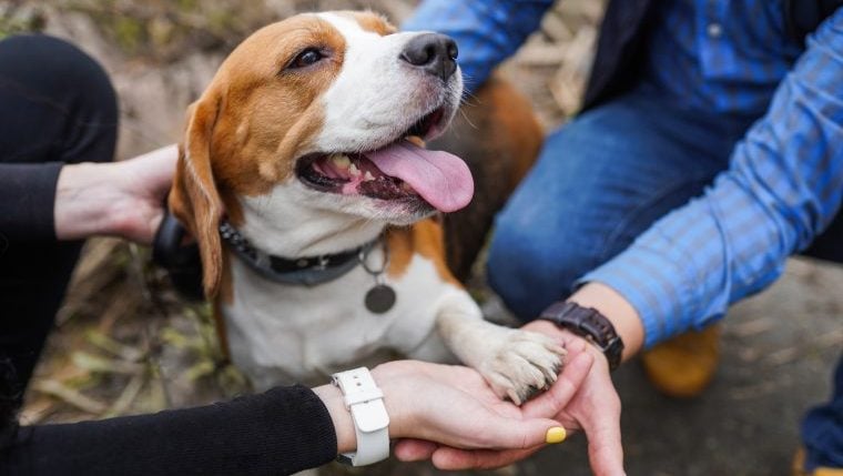 La sénatrice Creigh Deeds retrouve son beagle perdu