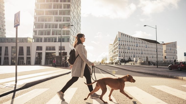 Conseils de sécurité utiles pour la promenade des chiens