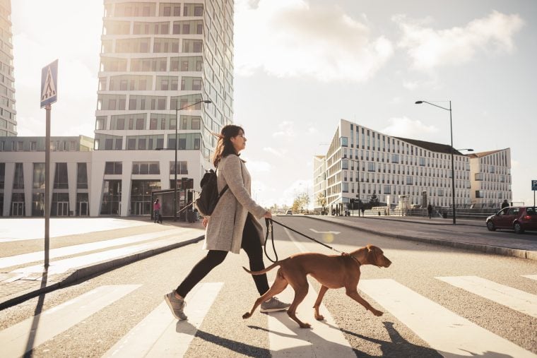 Conseils de sécurité utiles pour la promenade des chiens