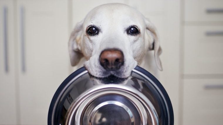 5 raisons pour lesquelles votre chien a toujours faim (et ce qu’il faut faire)