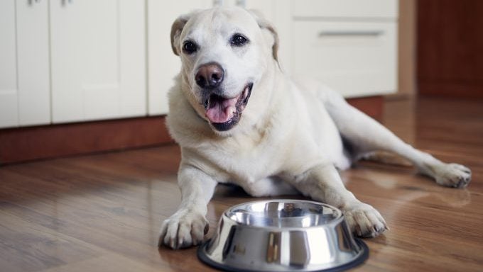 pourquoi mon chien a-t-il toujours faim