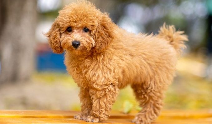 faits amusants sur le maltipoo