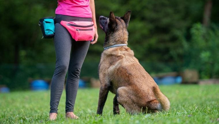 Un dresseur de chiens de Floride arrêté pour maltraitance animale