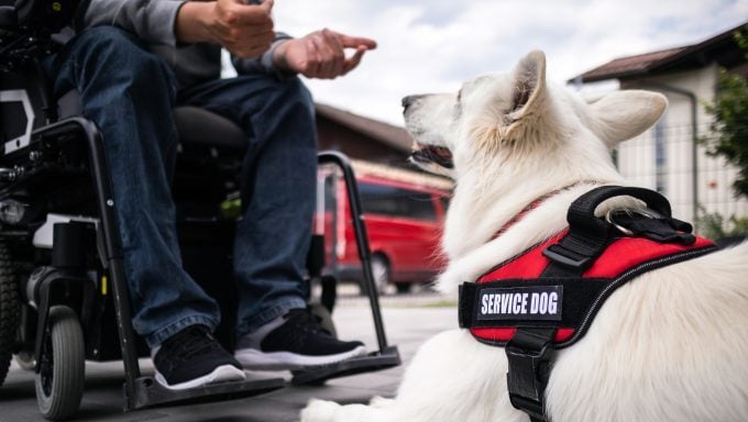 homme en fauteuil roulant avec des chiens de soutien émotionnel