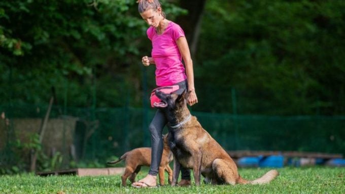 Arrestation d'un dresseur de chiens malinois belges