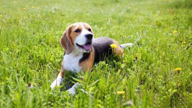 Un chien Beagle se couche dans l'herbe.