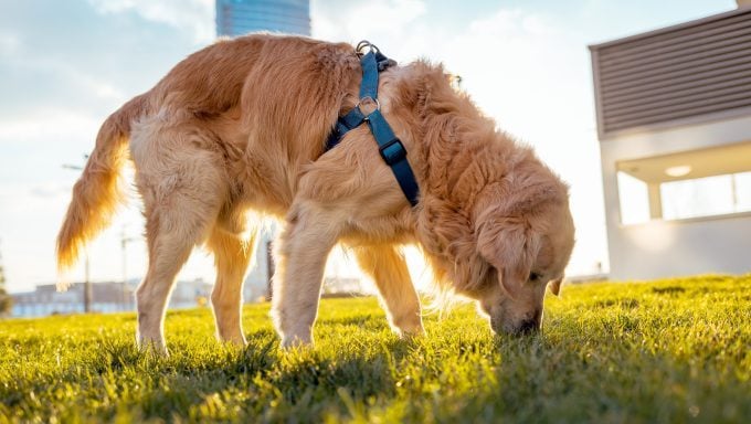 golden retriever reniflant les chiens de protection de la nature