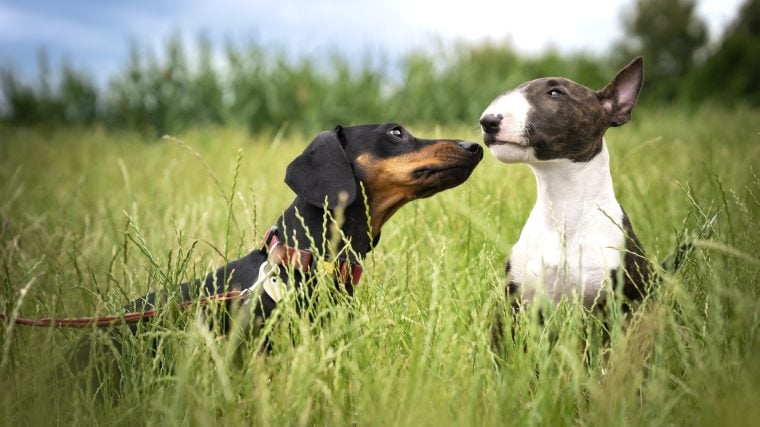 Comment aider vos chiens à s’entendre