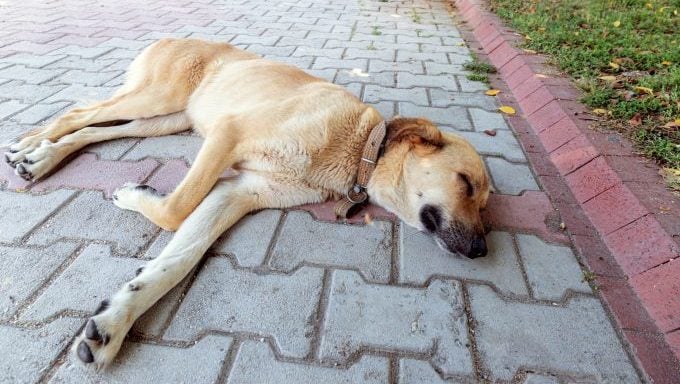 chien couché dans l'allée chien tué par balle