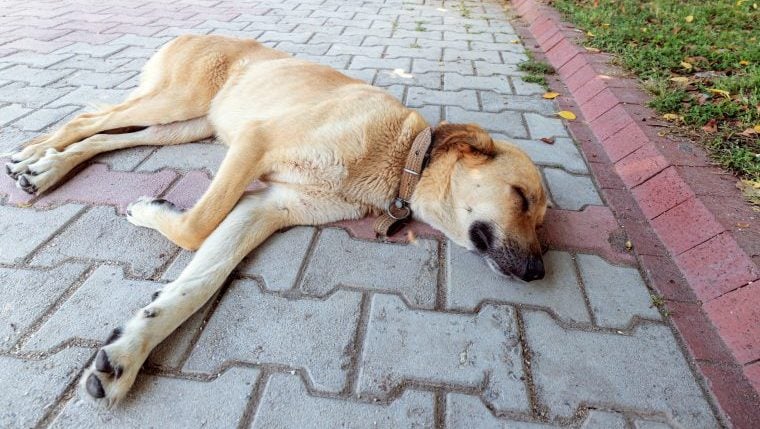 Un chien tué par balle dans une allée