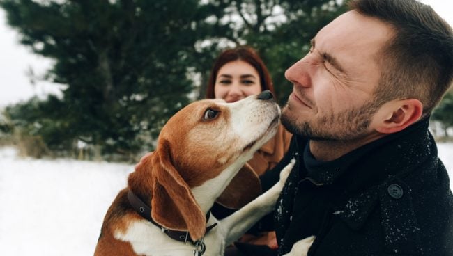 Un Beagle embrasse avec enthousiasme le visage d'un homme.