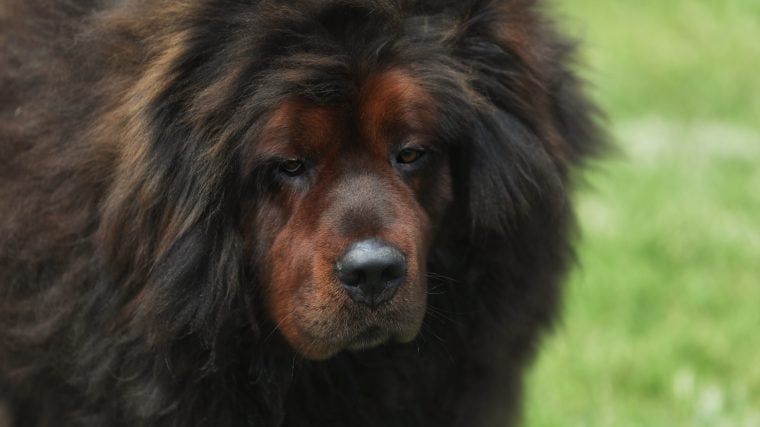 Top des races de chiens qui ressemblent à des ours