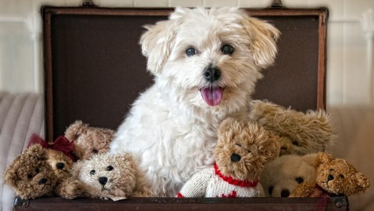 Les races de chiens qui ressemblent à des ours en peluche