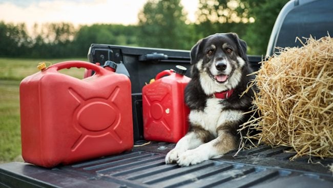 Empoisonnement par des produits pétroliers chez le chien : symptômes, causes et traitements