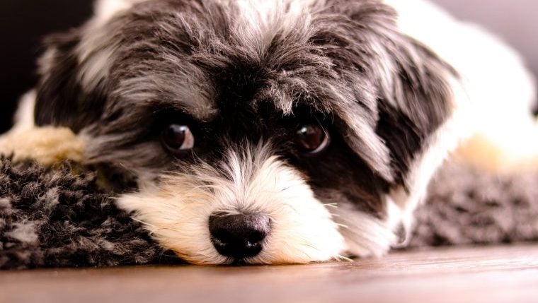 Le Mini Sheepadoodle ressemble à Snoopy